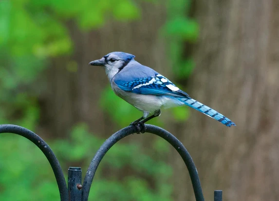 Bluejay Symbolism & Meaning