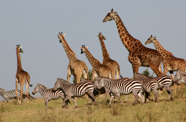 Best safari in Kenya