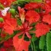 Delonix Regia Flower photo