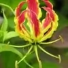 Glory Lily Flower Image