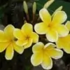 Golden Frangipani Flower Pic