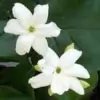 Jasminum Sambac Flower Pic