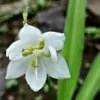 Monsoon lily flower photo