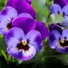 Pansy Flower Picture