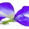 Butterfly Pea Flower Photo