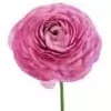 Ranunculus Flower Image