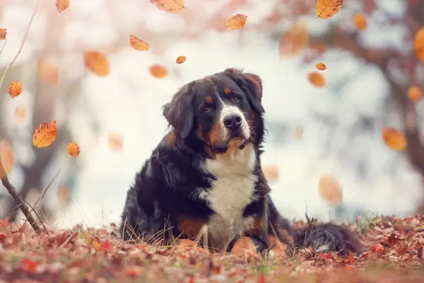 Bernese Mountain Dog