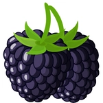 Blackberry