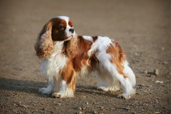 Cavalier King Charles Spaniel