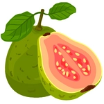 Guava Photo