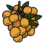 Longan Fruit Photo