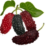 Mulberry Photo