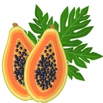 Papaya Fruit