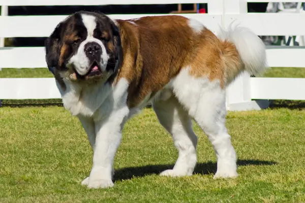 St. Bernard