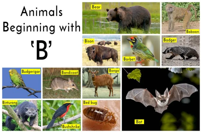 Animaux Qui Commencent Par B Photos Et Faits Int ressants 