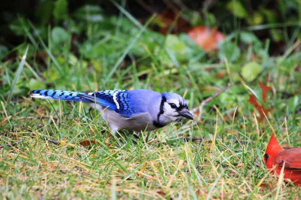 Blue Cardinals