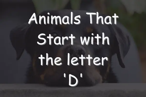 Animals That Start With D