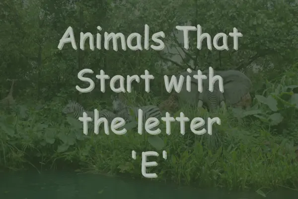 Animals That Start With E