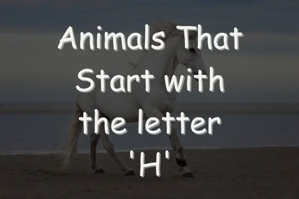 Animals That Start With H