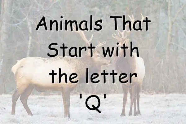 Animals That Start With Q