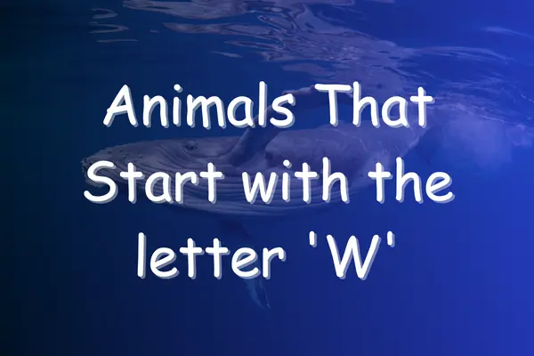 Animals That Start With W