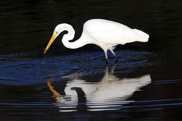 Egret Symbolism & Meaning