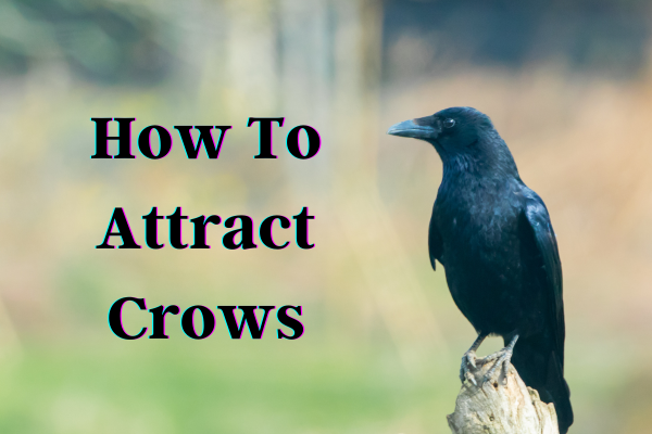 How To Attract Crows