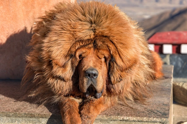 Tibetan Mastiff