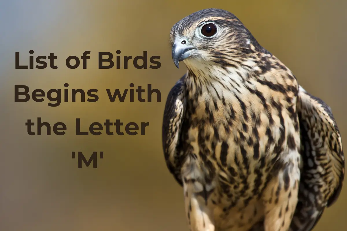 Birds That Start with M