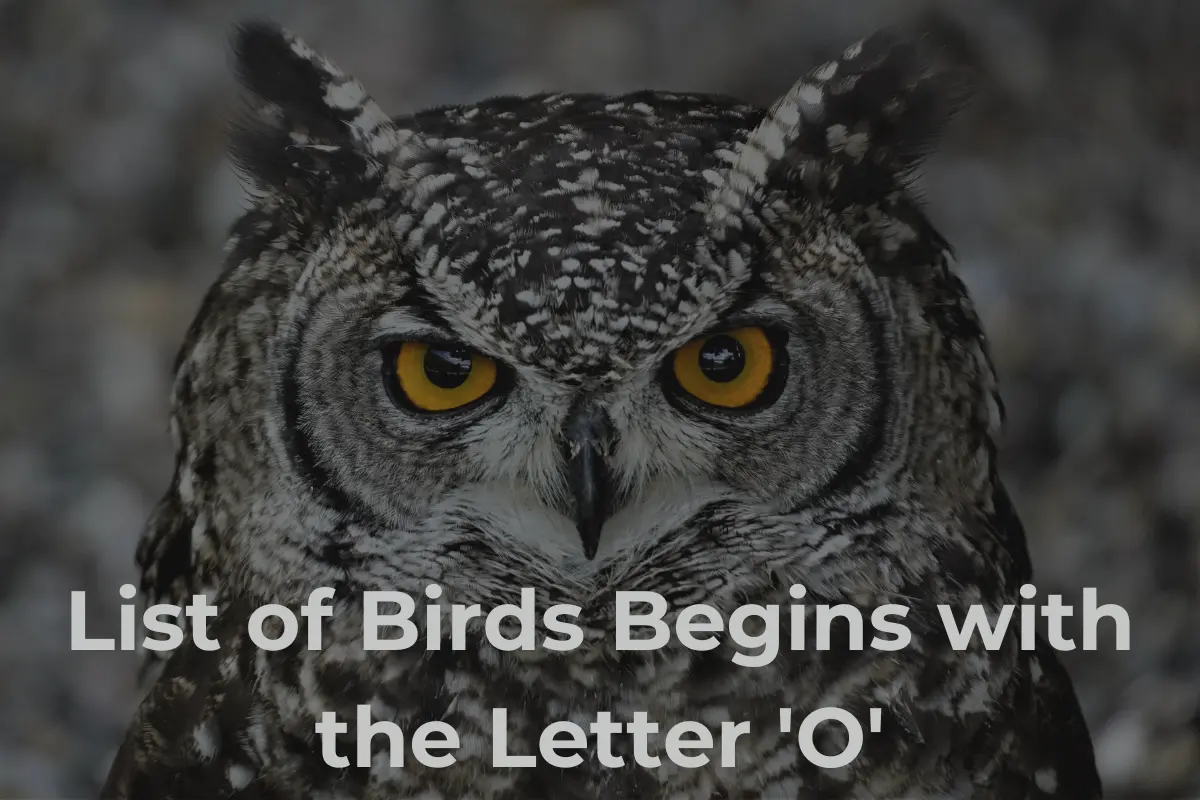 Birds That Start with O