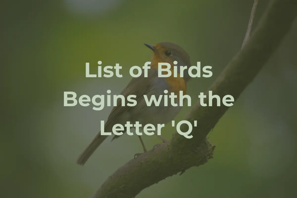 Birds That Start with Q