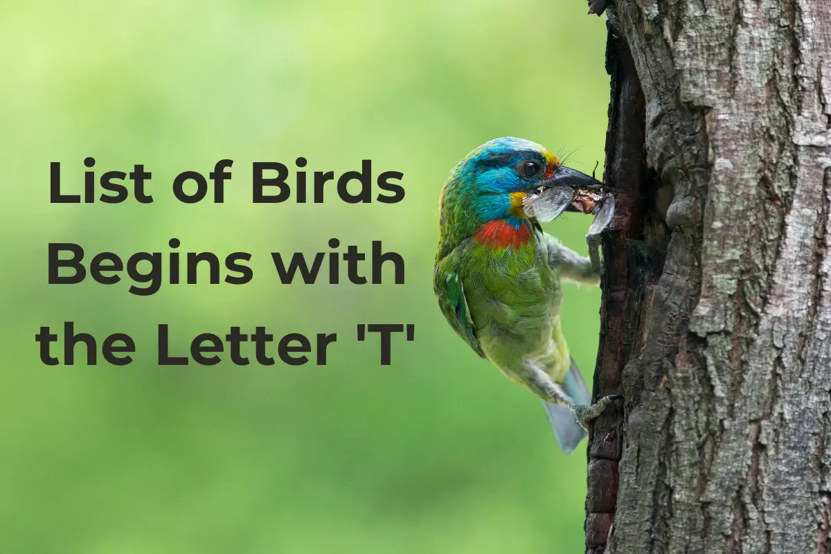 Birds That Start with T