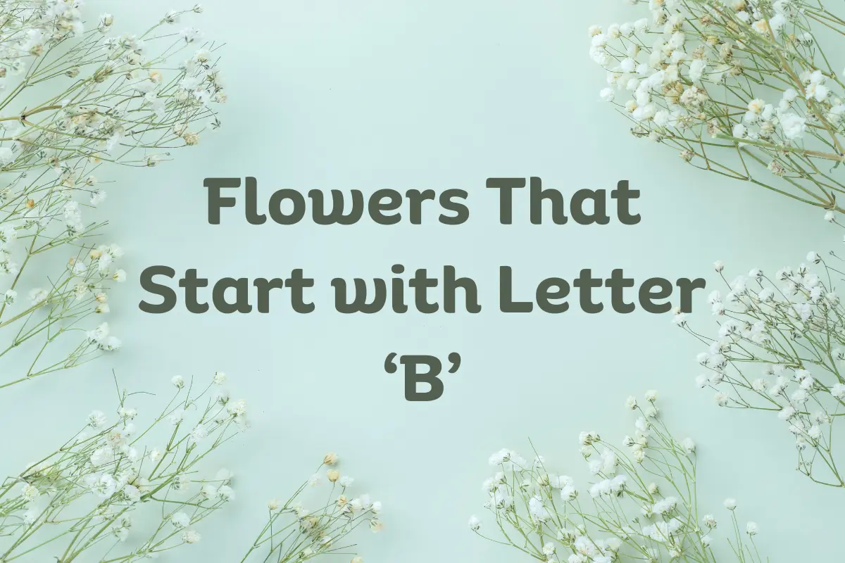 Flowers That Start with B