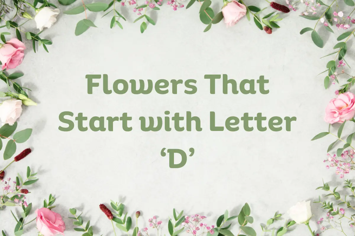 Flowers That Start with D