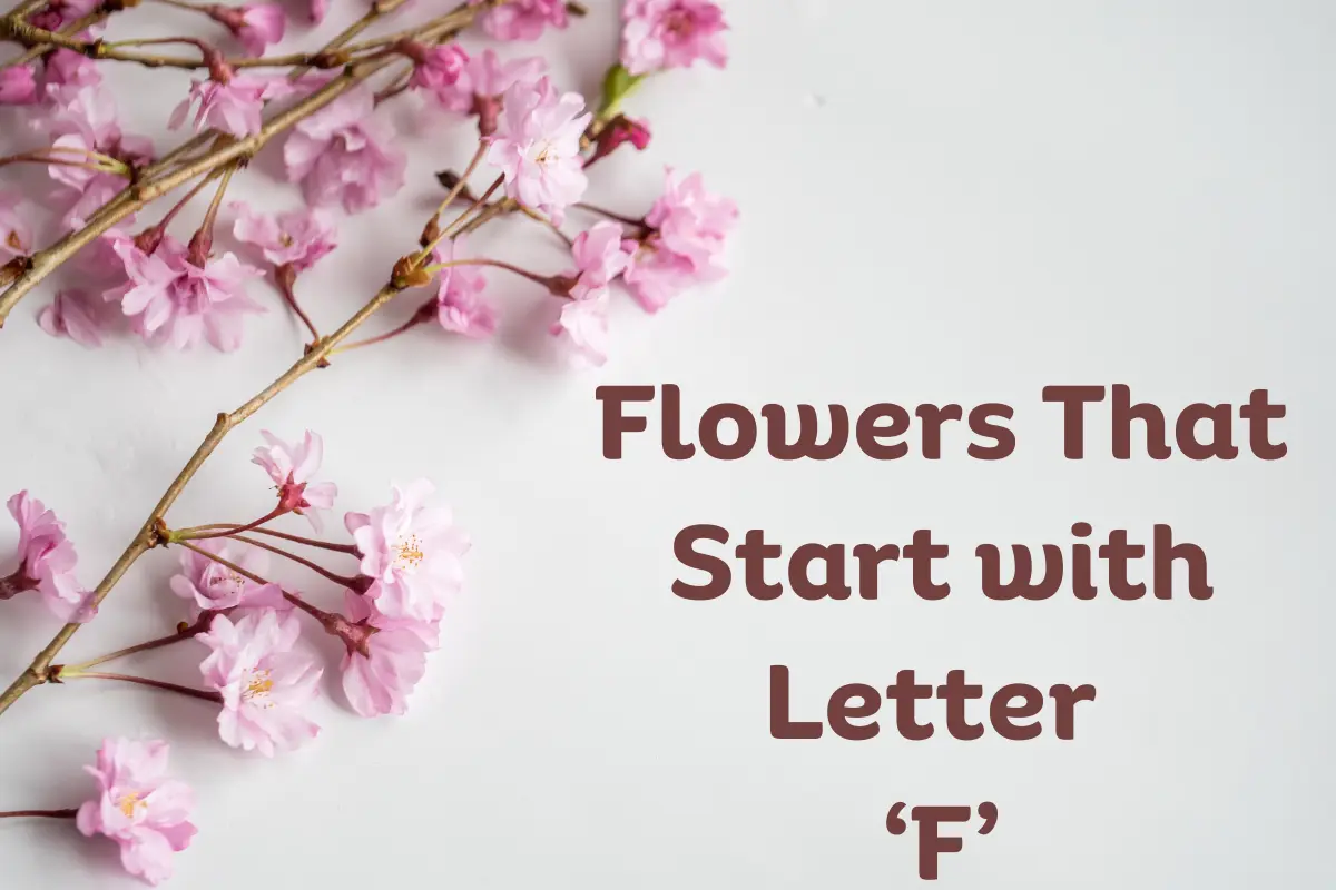 Flowers That Start With F