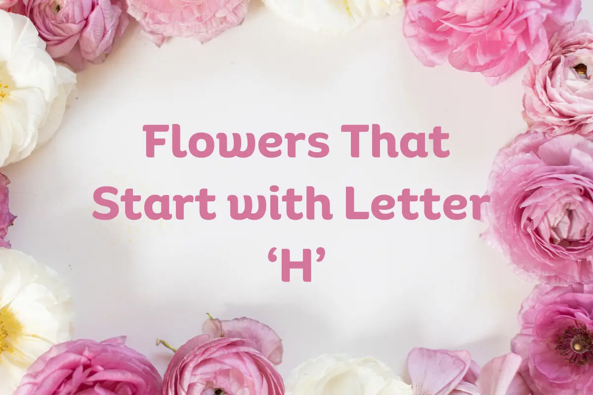 Flowers That Start With H