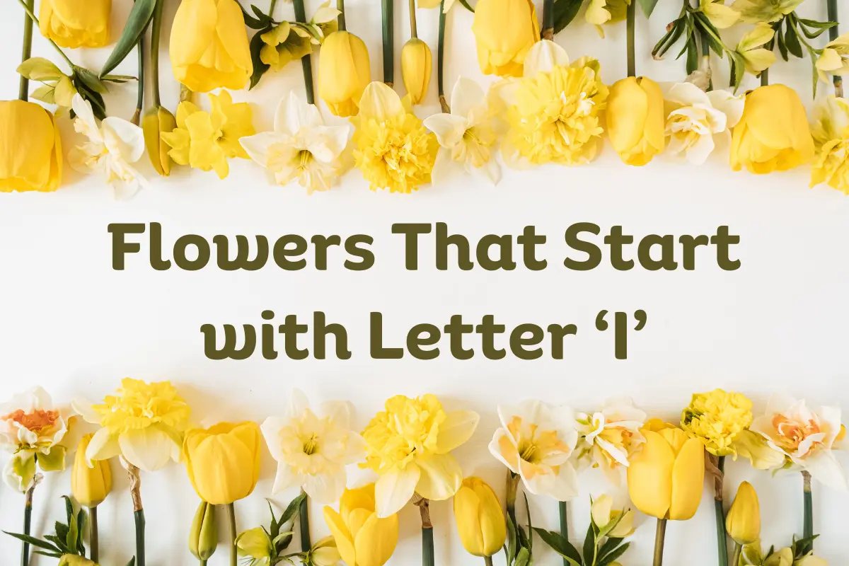 Flowers That Start With I