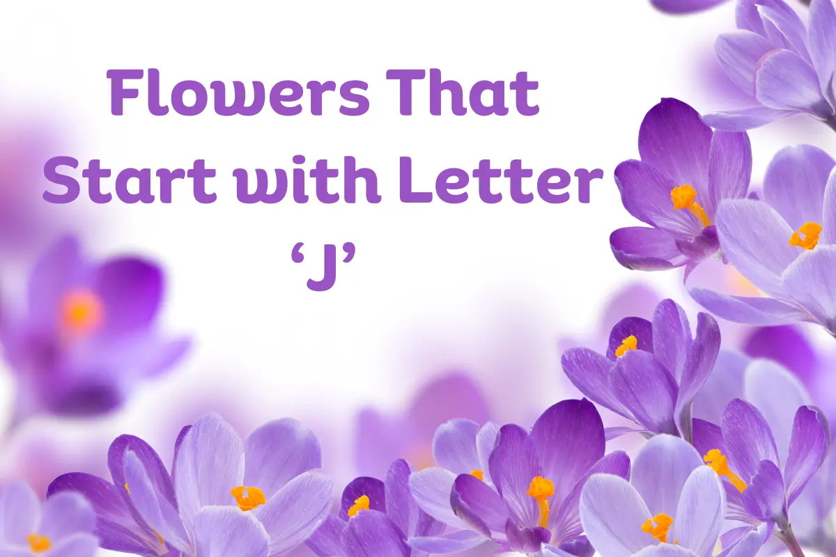 Flowers That Start With J