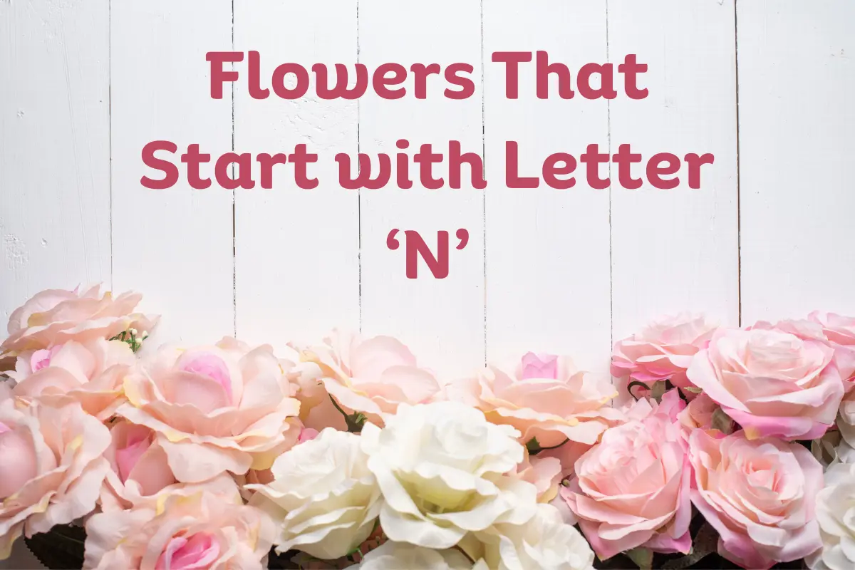 Flowers That Start With N