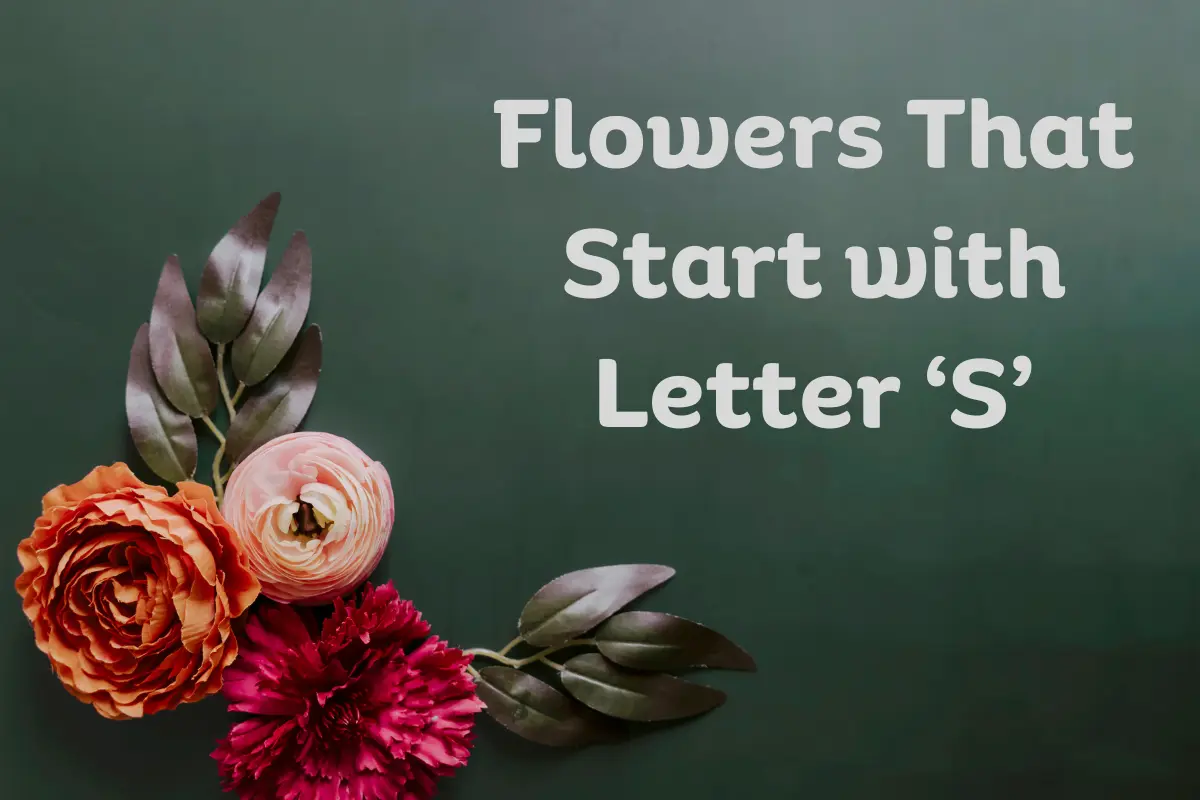 Flowers That Start With S