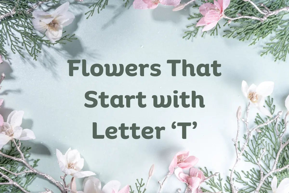 Flowers That Start With T