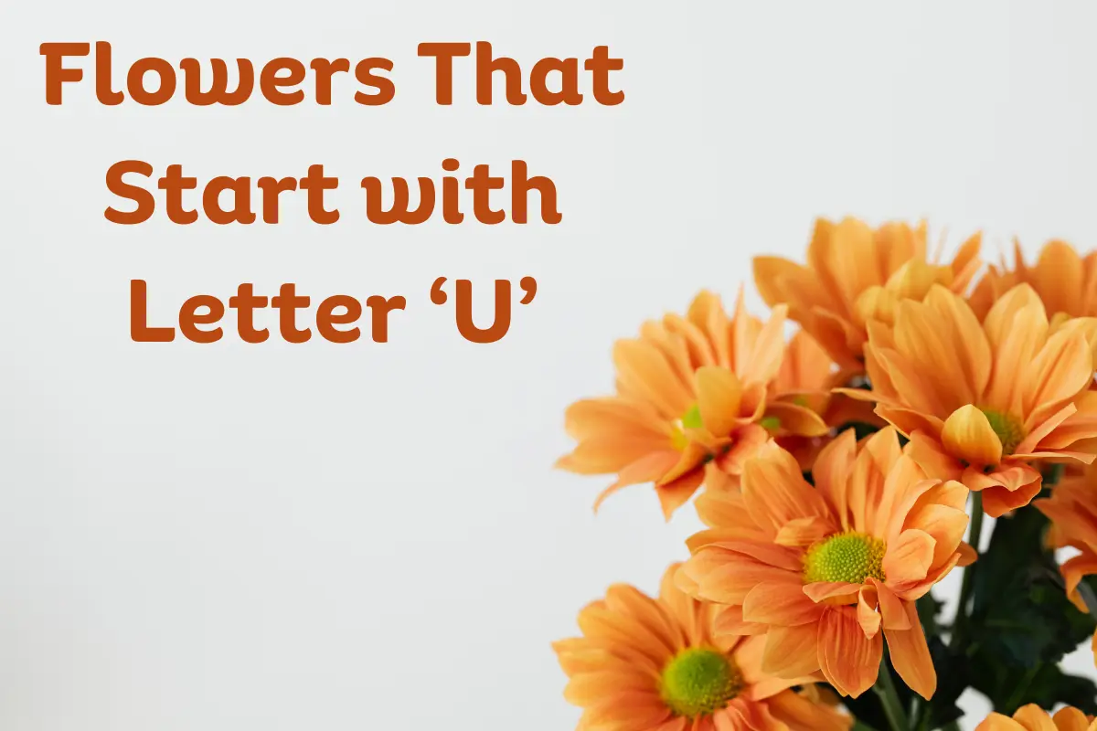 Flowers That Start With U