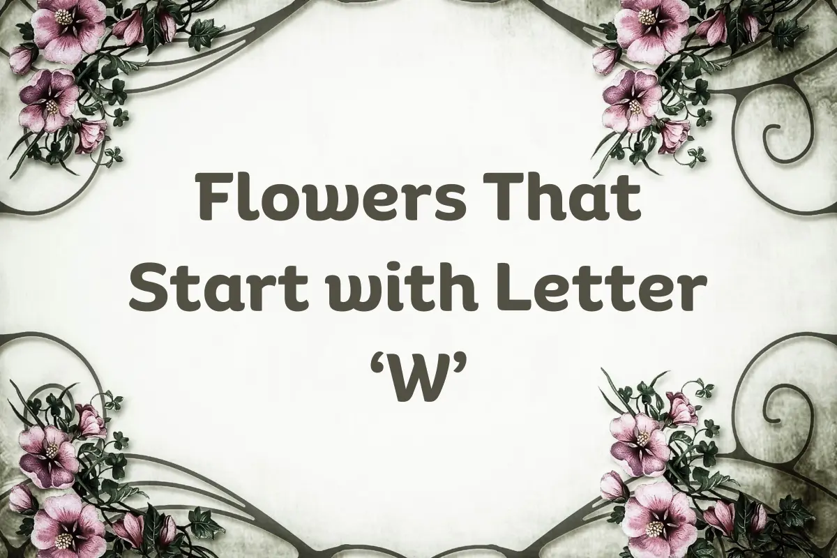 Flowers That Start With W