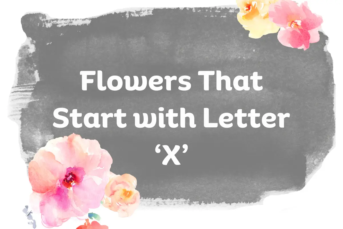 Flowers That Start With X