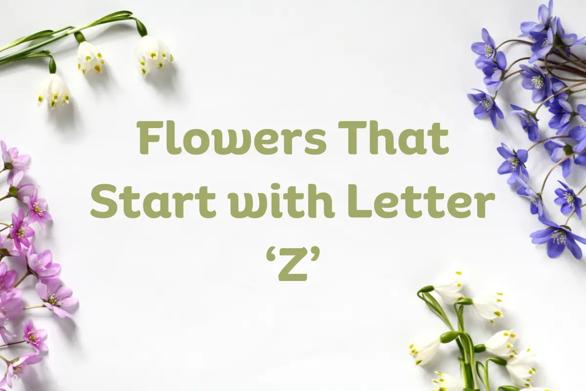 Flowers That Start With Z