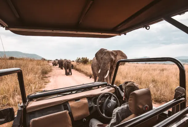 Best Time for A Safari Adventure In Africa