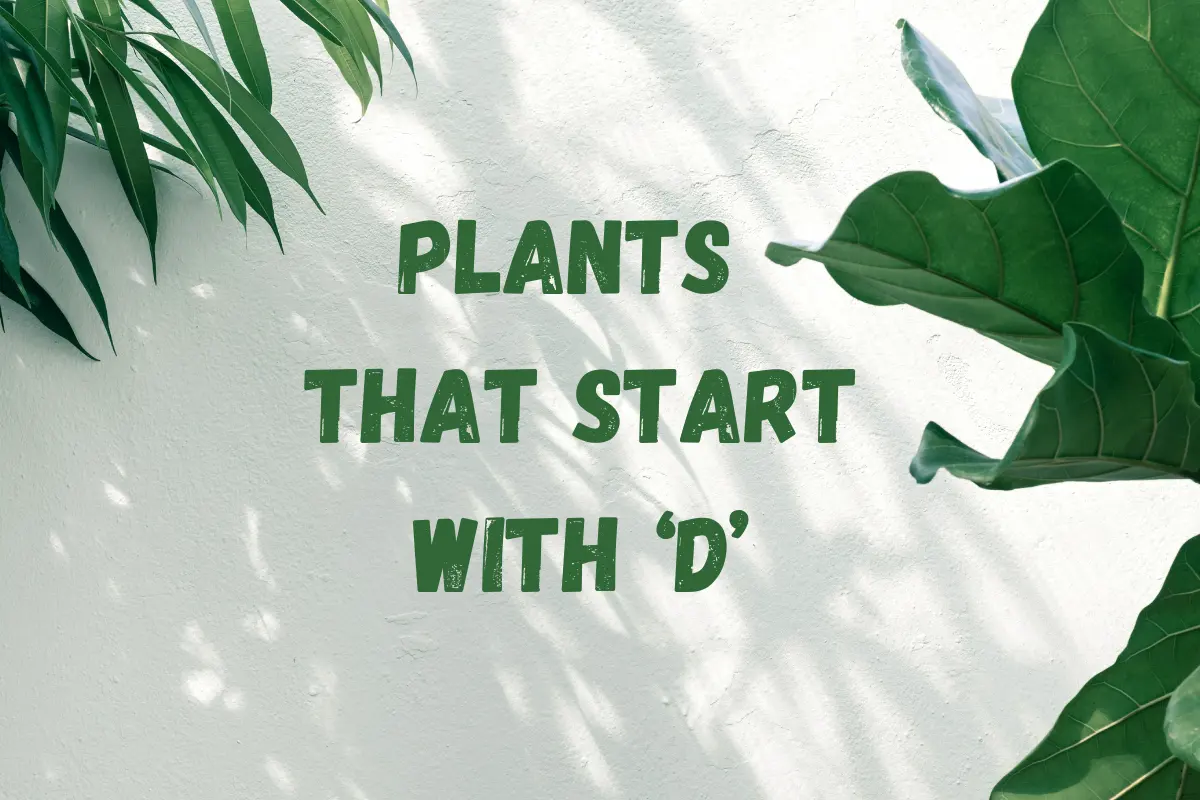 Plants That Start With D