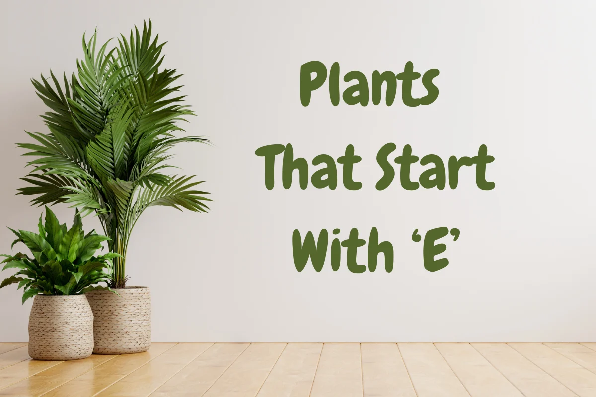 Plants That Start With E