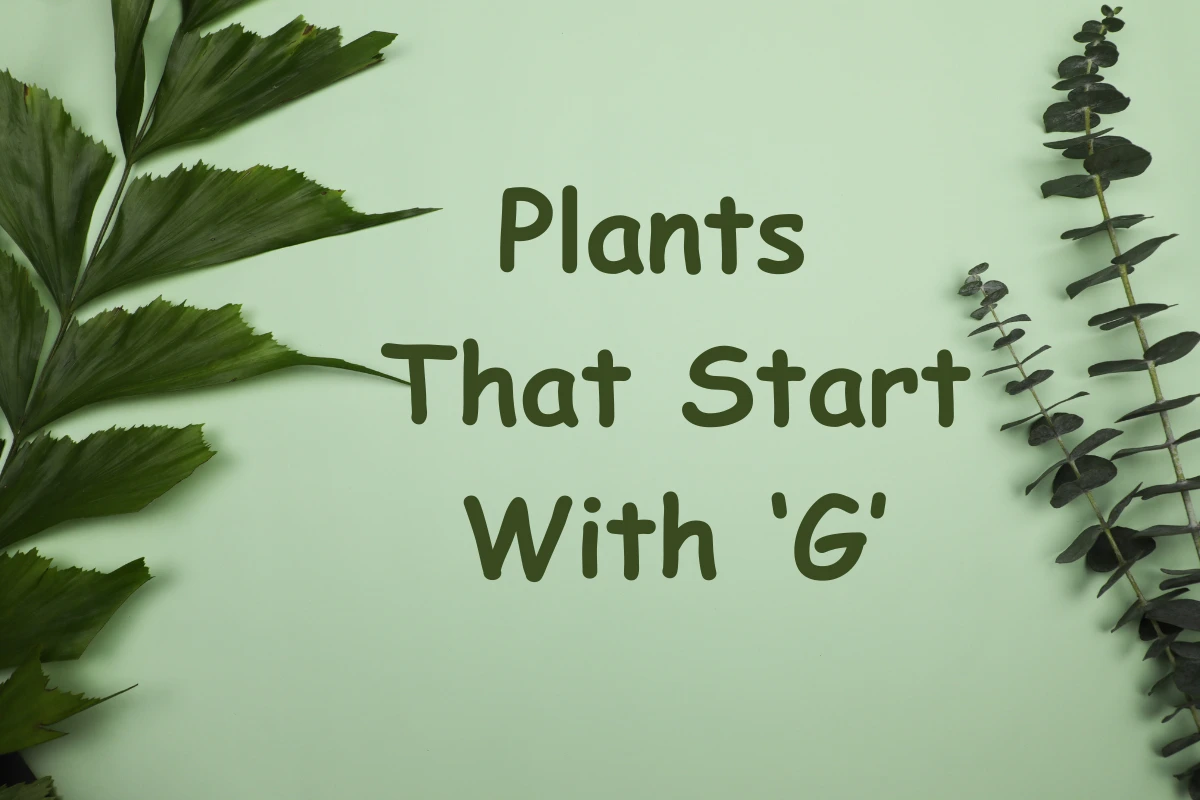 Plants That Start With G