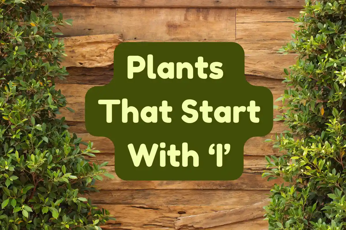 Plants That Start With I